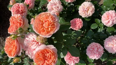Купить саженцы Роза парковая Чиппендейл с доставкой! | Florali-Flor