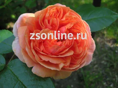 Роза Чиппендейл (чайно-гибридная) С3
