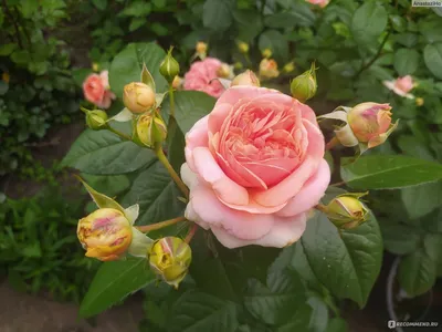 CHIPPENDALE | Shrub roses, Garden king, Rose garden