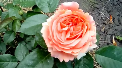 Роза Чиппендейл, С 7