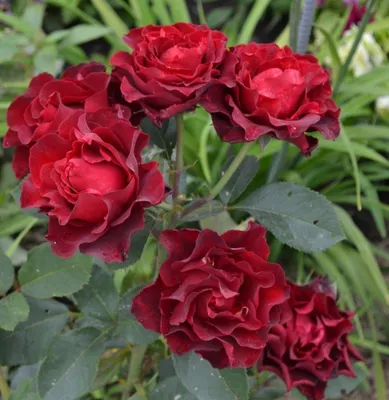 Роза спрей Чокочино – купить в питомнике по цене 366 ₽