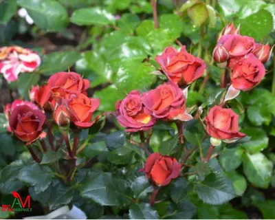 Миледи - Шоколадные голландские кустовые розы Chococcino (Чокочино) - цветы  редкого сорта, которые несомненно понравятся любителям изысканных оттенков.  🌿 Купить по предзаказу можно через директ инстаграмма или на нашем сайте  milediflowers.ru | Facebook