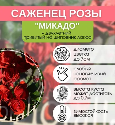 Роза мелкоцветковая (спрей) \"Чокочино\" (саженец класса АА+) высший сорт  купить почтой в Одессе, Киеве, Украине | Agro-Market