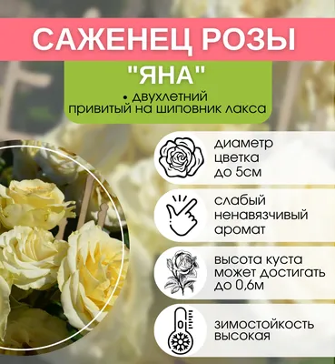 Королева Червей\", комплект из 3-х премиальных сортов роз ᐉ купить с  доставкой почтой по Украине в питомнике Биосад