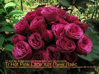 Купить саженцы миниатюрных роз в Москве | АгроДекор