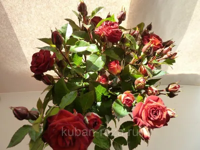 Роза кустовая Чокочино / Энциклопедия цветов / Flower-shop.ru - служба  доставки цветов