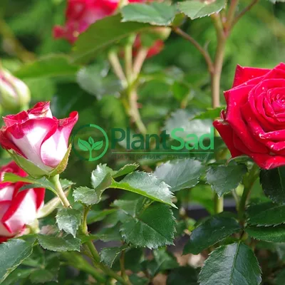 Обзор на спрей розы (кустовые розы). Обязаны быть в вашем саду!!! - YouTube