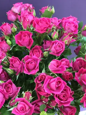 Роза Hot Pink Lace (Хот Пинк Лейс) – Elitgarden