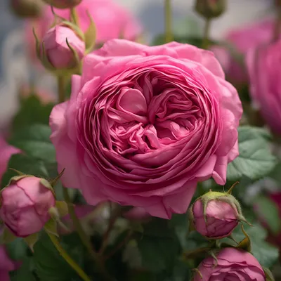 Саженцы роз спрей купить в Москве и Подмосковье в питомнике