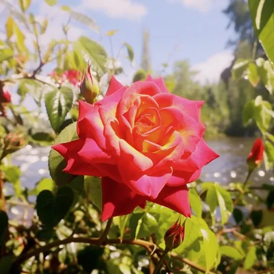 Роза английская Бразе Кадфаэль bn розовый тп - Розы прочее - Садовые розы -  Растения - Каталог - Белыйналив.рф