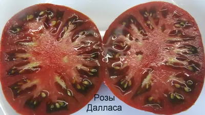 Роза Далласа - Альбомы - tomat-pomidor.com