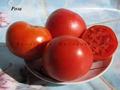 Роза Далласа? - Альбомы - tomat-pomidor.com
