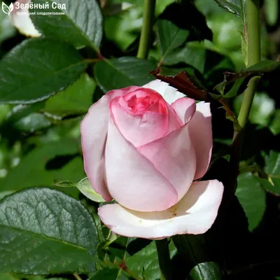 Белый розовый и оранжевый гибридный чай подняли блум в розовый сад  дендропарка даллас в Техасе. Стоковое Фото - изображение насчитывающей  пинк, чай: 199984504