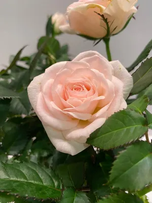 Белые розы зимнего цвета. | Цветущий сад Татьяны | Дзен