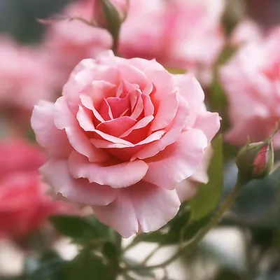 Роза Даника кремовая ⌀10 30 см купить в Москве с доставкой | Магазин  растений Bloom Story (Блум Стори)