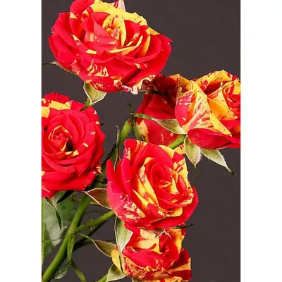 китай Rose Rosa Chinensis кормят маленьким жуком в цветочном саду в даллас-техасе.  Стоковое Фото - изображение насчитывающей взгляд, техас: 218094036