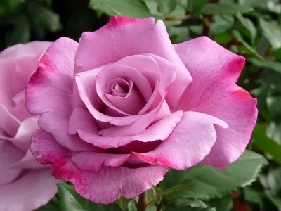 К чему дарят белые розы: приметы и суеверия