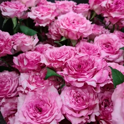 Роза моди Блю - 73 фото