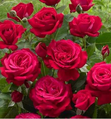 Дам де Кер (Rose Dame de Couer) купить розы почтой питомник vip cad розы  дешево