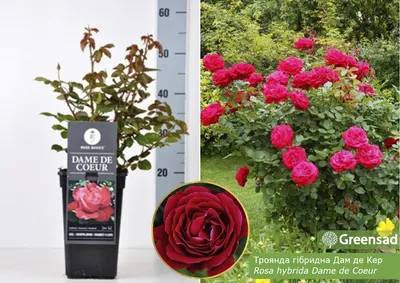 Роза гибридная Дам де Кер (Dame de Coeur) купить в Киеве, цена — Greensad
