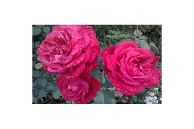 Дам де Кер (Rose Dame de Couer) купить розы почтой питомник vip cad розы  дешево