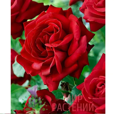 Дам де Кер (чайно-гибридные) Dame du Coeur оптом: купить в Москве от  производителя - питомника ЦветКом