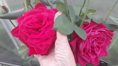 Роза Dame de Coeur - купить саженцы в Украине дешево | Florium.ua