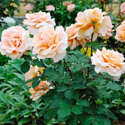 rose #розa #ДамдеКёр / Эффектная красная роза Дам де Кёр(лат. rosa Dame de  Coeur). Цветение розы - YouTube