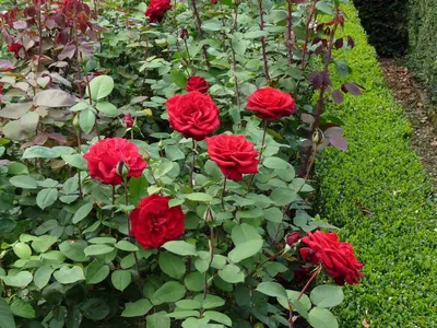 Дам де Кер (Rose Dame de Couer) купить розы почтой питомник vip cad розы  дешево