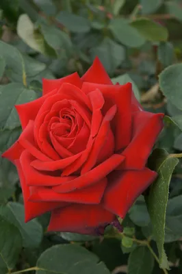 ꕤ Роза Dame de Coeur • купить Роза Dame de Coeur по цене от 98.99 грн. в  Украине