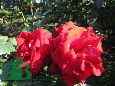 Роза чайно-гибридная Гран Гала из каталога Саженцы роз (ВЕСНА) – купить с  доставкой по Москве и России в Onlinesemena