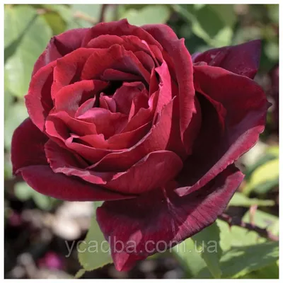 Роза \"Прайд оф Ингланд\" (Rose Pride of England) - Розы чайногибридные  (Каталог чайно гибридных роз