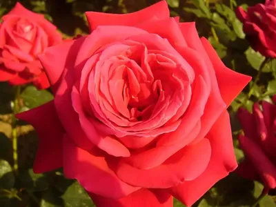 Роза Dame de Coeur - купить саженцы в Украине дешево | Florium.ua