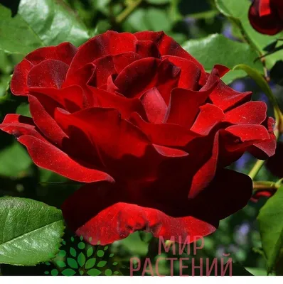 Саженец Роза Лавралет(чайно-гибридная) в Москве ᐈ Купить, Цена –  Интернет-магазин Свой Питомник, Россия