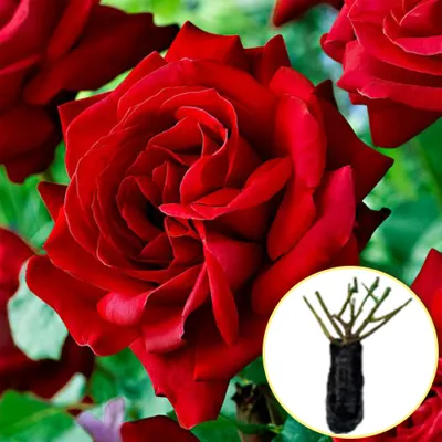Роза \"Ирена\" (Rose Irena) - Розы чайногибридные (Каталог чайно гибридных роз