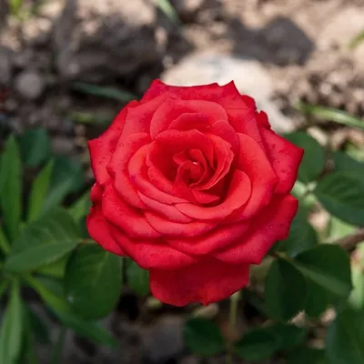 Роза чайно-гибридная Dame de coeur купить саженцы недорого оптом и в  розницу - питомник растений Зелёный Рай