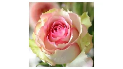 Саженцы розы чайно гибридной Дансинг Квин (Dancing Queen) купить в Москве  по цене от 490 до 1990 руб. - питомник растений Элитный Сад