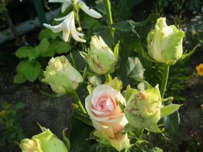 Роза Rósa Dancing Queen - купить саженцы цветов в интернет-магазине «Сады  Семирамиды»