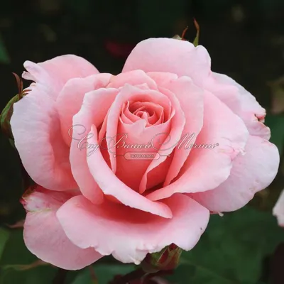 Dancing Queen саженцы роз в питомнике | Гармония сада