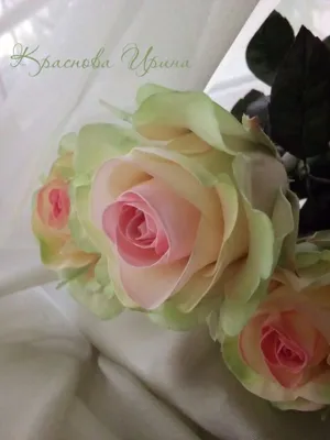 Роза Dancing Queen (Дэнсинг куин) – купить саженцы роз в питомнике в Москве