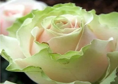 Розы из фоамирана Dancing Queen. | Flowers, Rose, Plants