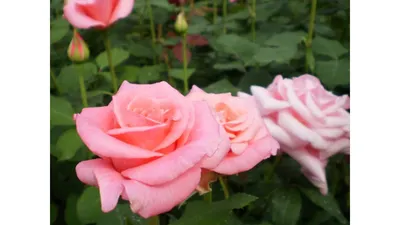 Dancing Queen Rose Seeds-perennial authentic Seeds-flowers organic. Non GMO  vegetable Seeds-mix Seeds for Plant-b3g1 1090 - Etsy