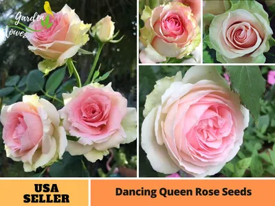 Rose dancing queen hi-res stock photography and images - Alamy