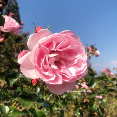 Розы из фоамирана Dancing Queen. | Flowers, Rose, Plants