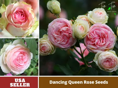 Роза Dancing Queen (Дэнсинг куин) – купить саженцы роз в питомнике в Москве