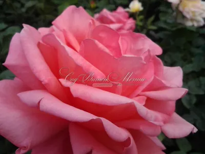 30 Rare seed-Dancing Queen Rose Bush #1090-Authentic Seeds-Flowers-Seeds- Rose seeds-Herb seeds-Vegetable Seeds-Mix Seeds for Plant- B3G1 -  Walmart.com