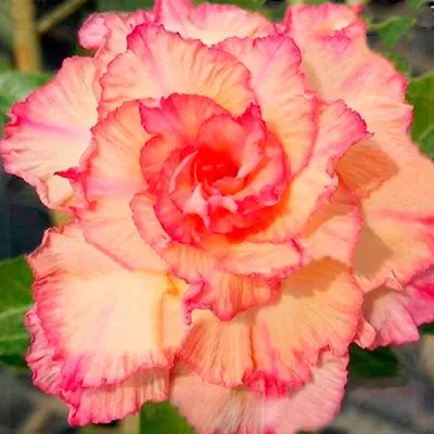 Dancing Queen Rose Seeds-perennial authentic Seeds-flowers organic. Non GMO  vegetable Seeds-mix Seeds for Plant-b3g11090. - Etsy Denmark