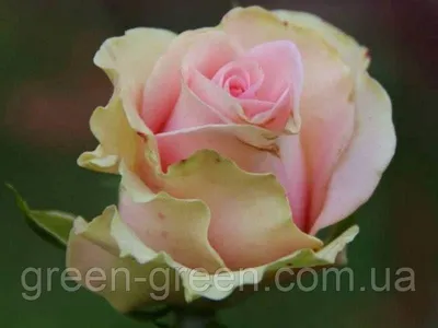 Rare Dancing Queen Rose Flower Seeds Garden Plant, (Buy 1 Get 1 15% Off) |  eBay