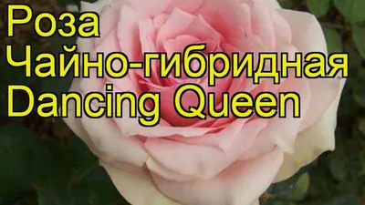 Rose Dancing Queen Stock Photo - Alamy