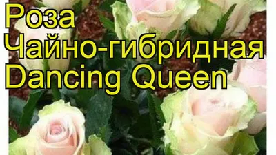 Dancing Queen By Newport Florist NF268 in Newport Beach, CA | Newport  Florist